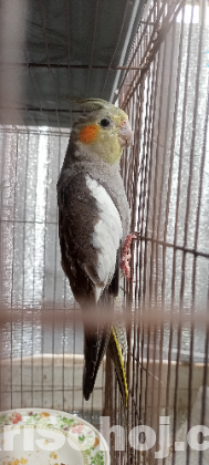 Cockatiel Parrot Grey Baby Half tame